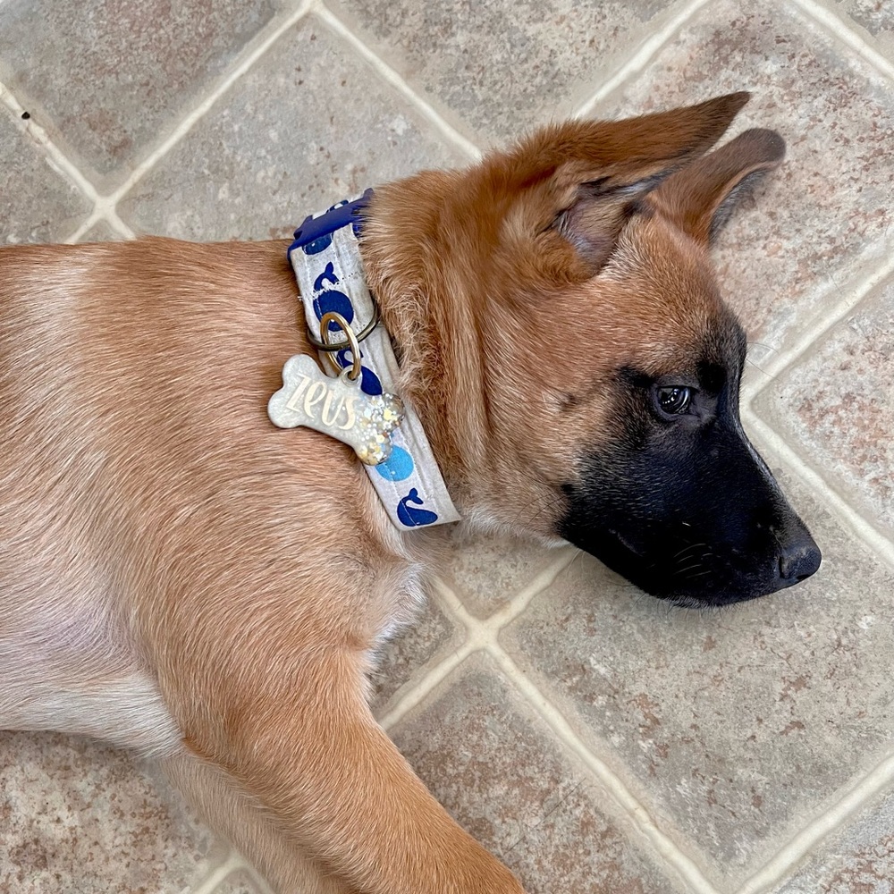 🐾 Resin Dog Tags 🐶 - Picture 11 of 15